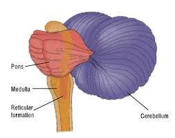 brainstem 2.jpg